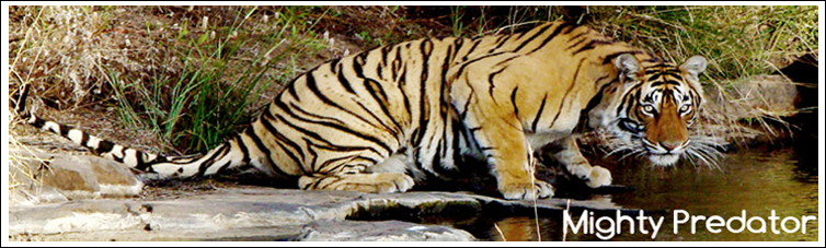 tour and travel companies in india
